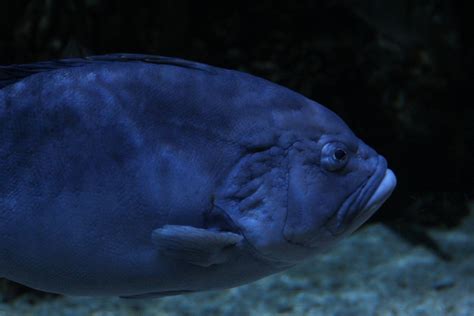 Blue And Yellow Grouper Zoochat