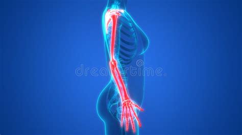 Human Body Skeleton System Upper Limbs Bone Joints Anatomy Stock
