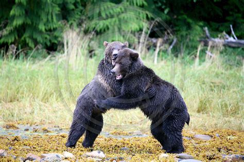 Amazing Bear Photos Grizzly Teens Wrestling
