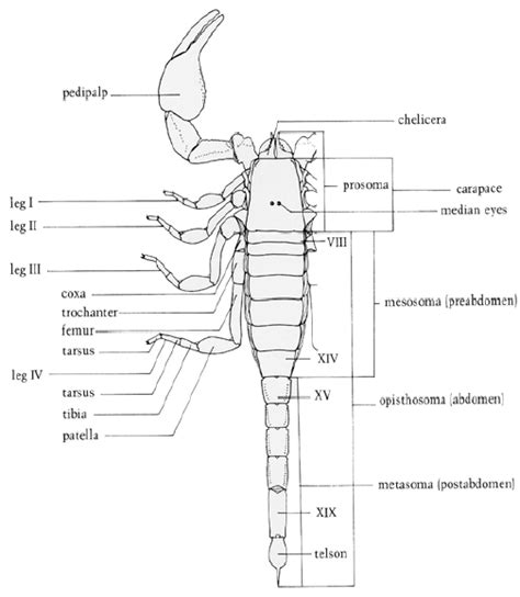 Scorpion Dorsal View 14 Download Scientific Diagram