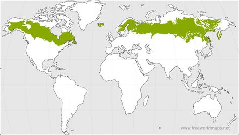 Boreal Forest Global Map