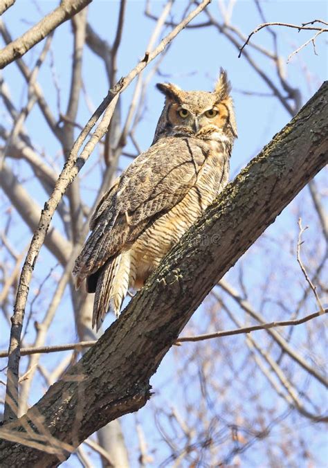 Great Horned Owl Perched On A Tree Branch In The Forest Stock Photo