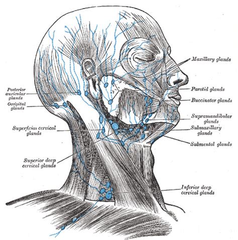 Anatomy Head And Neck Parotid Gland Statpearls Ncbi Bookshelf