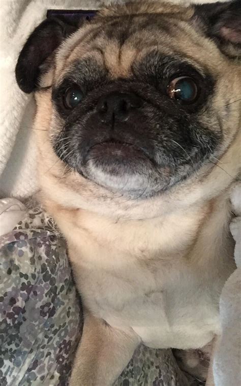 Oldest Pugs How Old Are Your Older Pugs Henry Is Going Strong At 10