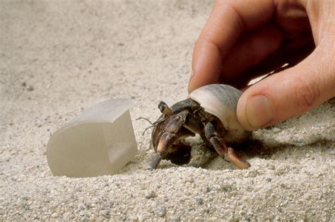 Hermit Crab Without Shell Drawing