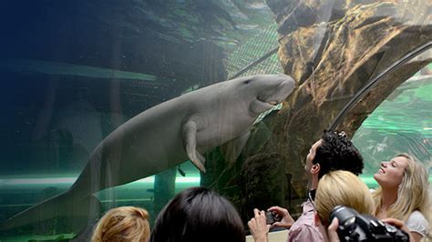 Dugong Island Keeper Talks Sea Life Sydney Aquarium
