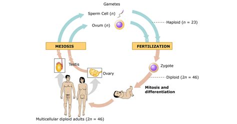 Human Reproduction Life Cycle