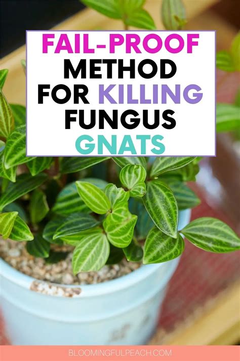How Do You Get Rid Of Fungus Gnats In Potting Soil This Is How You Get
