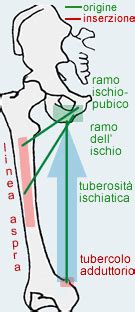 Appartamento e famiglia: Piatto tibiale interno coscia