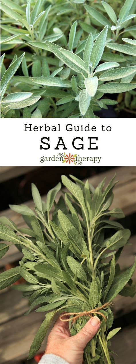Lamiaceae (mint) or labiatae (obsolete name for mint family). The Herbal Guide to Sage: an Easy-Growing Healing Herb ...