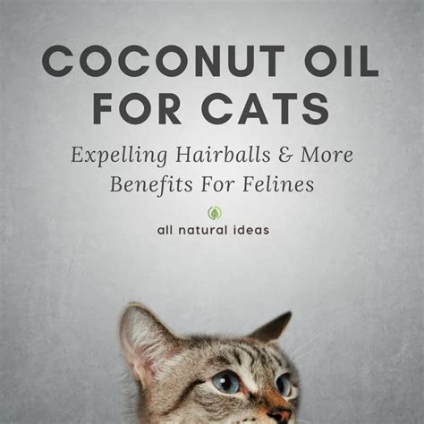 Chyli, a jet black himmy, had numerous clumps hanging from him like saddle bags on a horse! Coconut Oil For Cats: Health Benefits For Felines | All ...