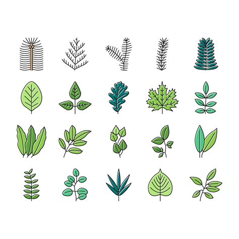 Teak Tree Vector Art Icons And Graphics For Free Download