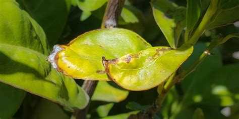 Curling Citrus Leaves How To Fix Leaf Curl Au