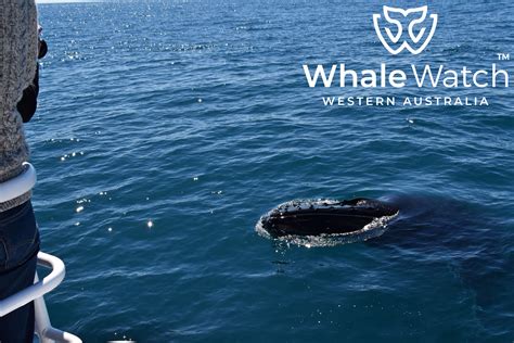 Where To See Whales In Perth Whale Watch Western Australia©️6 Whale
