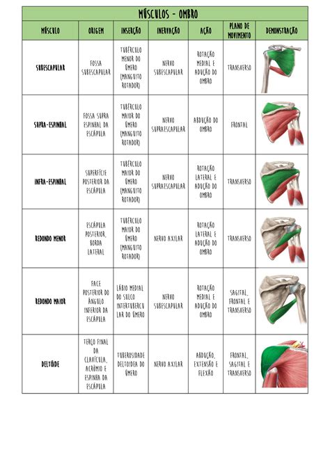 Tabela Músculos Origeminserçãoação 1 MÚsculos Ombro MÚsculo