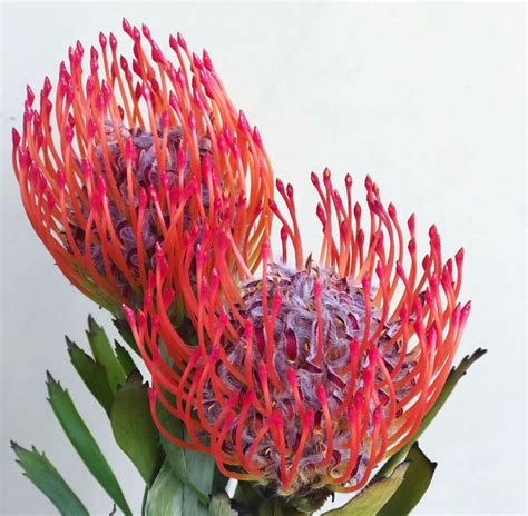 Red Pin Cushion Protea Wholesale Flowers Wedding Wholesale Flowers