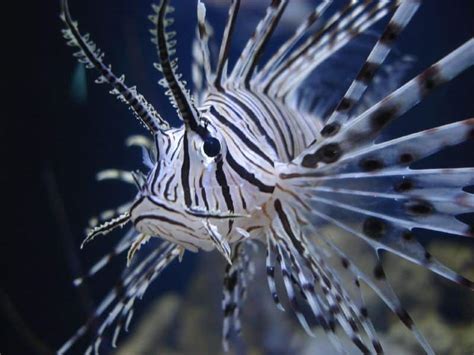 Lionfish Fish Facts Pterois Volitans A Z Animals
