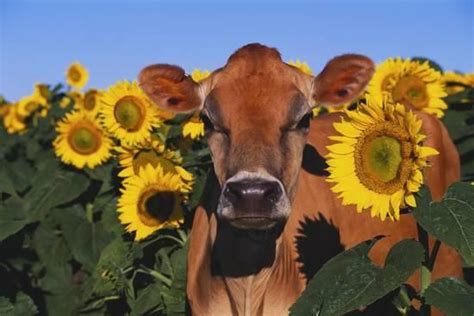 Portrait Of Jersey Cow In Sunflowers Pecatonica Illinois Usa