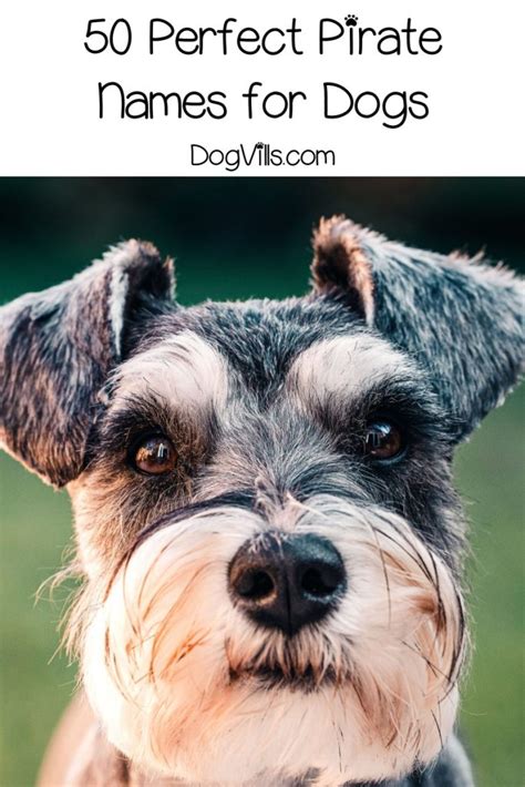 50 Perfect Pirate Dog Names Dogvills