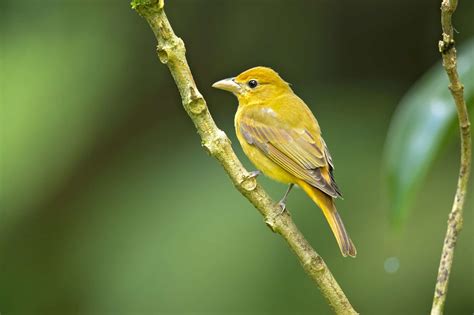 Summer Tanager Bird Facts Piranga Rubra A Z Animals