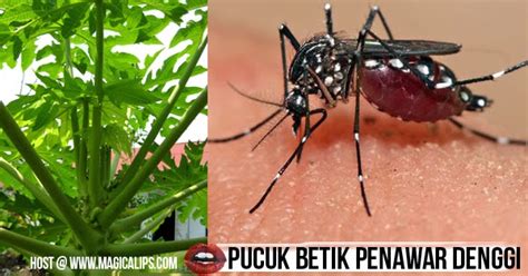 Daun betik tidak asing lagi bagi seluruh masyarakat malah kajian mengenai penawar demam denggi cara penyediaan jus daun betik segar sebagai rawatan sampingan demam denggi. Pucuk Betik Terbukti Cara Berkesan Rawat Denggi