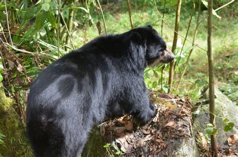 Spectacled Bear Facts Habitat Diet Life Cycle Baby Pictures