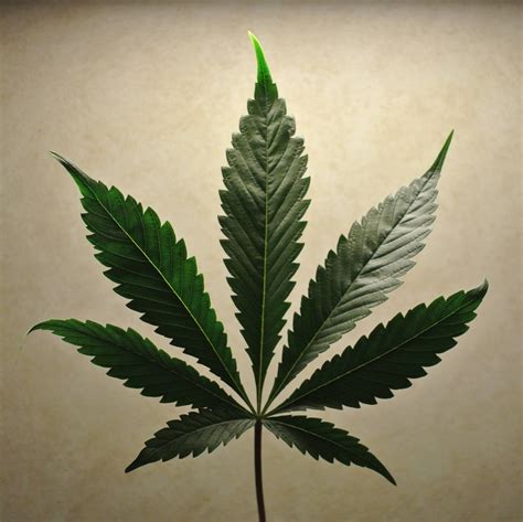 Cannabis Indica Leaf Pics