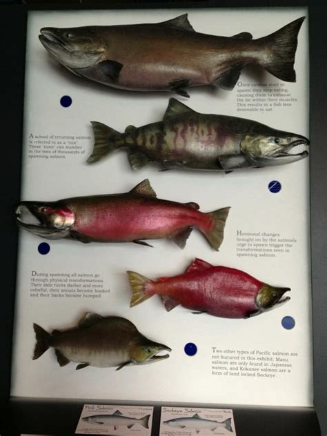 All Our Salmon Species Salmon Species Salmon Fish