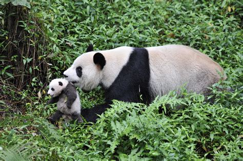 Filmmaker Focuses On A Captive Pandas Return To The Wild The Washington Post