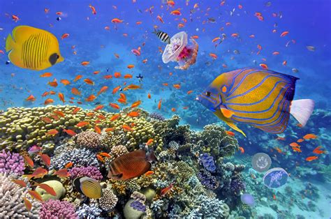 Coral Filecoral Reefs Oxilo