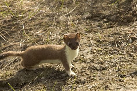 Short Tailed Weasel Animal · Free Photo On Pixabay