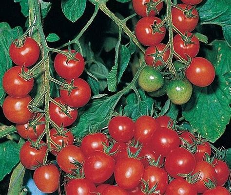 Tomato ‘gardeners Delight Cottage Garden Plants And Seeds