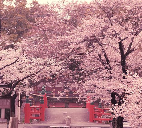Where to see cherry blossom in japan. beautiful, cherry blossom, japan, japanese, nature, sakura ...