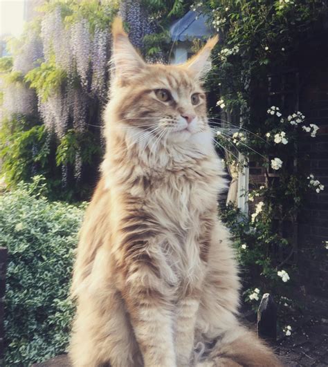 Free Stock Photo Of Ginger Cat Maine Coon Majestic