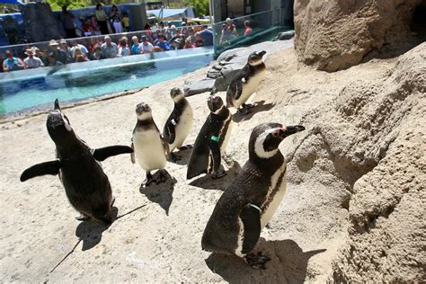 New Penguin Exhibit At Aquarium Of The Pacific Los Angeles Times