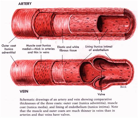 Anatomy Of Blood Vessels Cardiovascular Blood Vessels