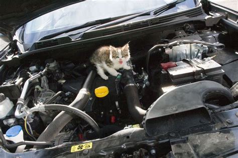 Kitten Found Safe After Riding 91 Miles Under The Hood Of A Car Rupliftingnews