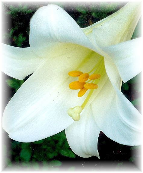 Pictures Of Blooming Easter Lilies In Our Backyard Hubpages