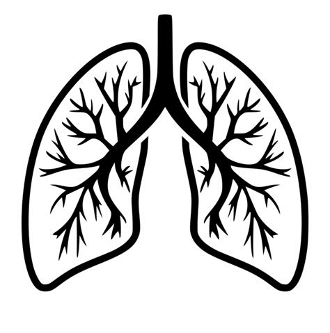 Lung Clip Art 10 Free Cliparts Download Images On Clipground 2024