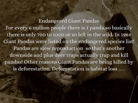 Endangered Pandas By Raymond Llata