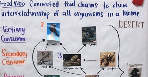 Ecosystems Food Web Organisms For Chart Ecosystems Food Chain