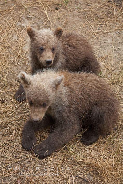 Brown Bear Spring Cubs Just A Few Months Old Ursus Arctos Brooks