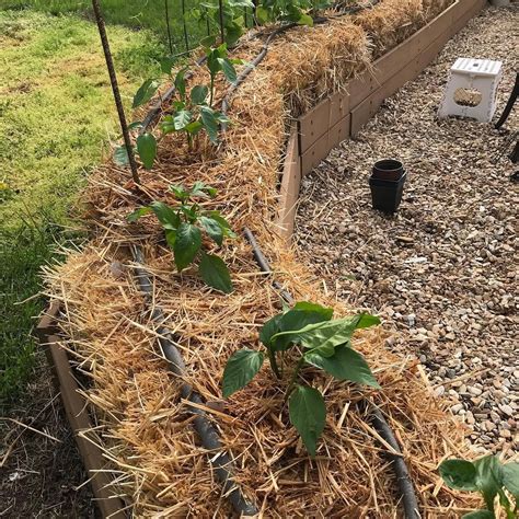 Straw Bale Gardening Also Known As Bale Gardening Is A Technique That