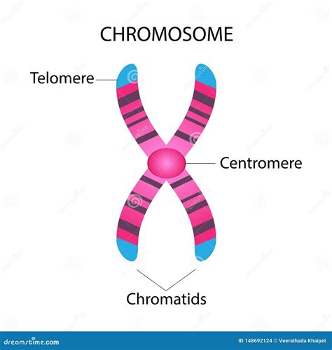 Structure Of Chromosome Stock Vector Illustration Of Genome