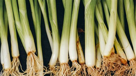 From start to finish, it takes about an hour to make. Put a green onion in water, and watch what happens