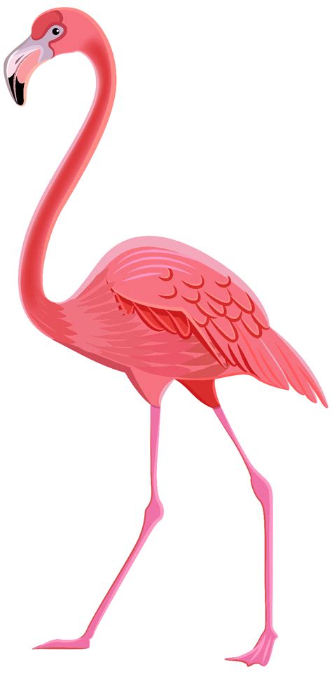 Download High Quality Flamingo Clipart High Resolution Transparent Png