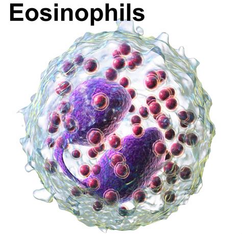 Eosinophils Eosinophils Function Causes Of High And Low Eosinophils