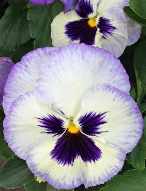Pin by Ümran Öztepe on Pansies, Violas & Violets | Pansies flowers, Pansies, Beautiful flowers