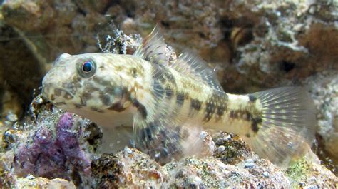 Frillfin Goby Bathygobius Soporator Sdbeazley Flickr