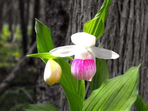 Showy Ladys Slipper Orchid Orchids Conservation Places To See